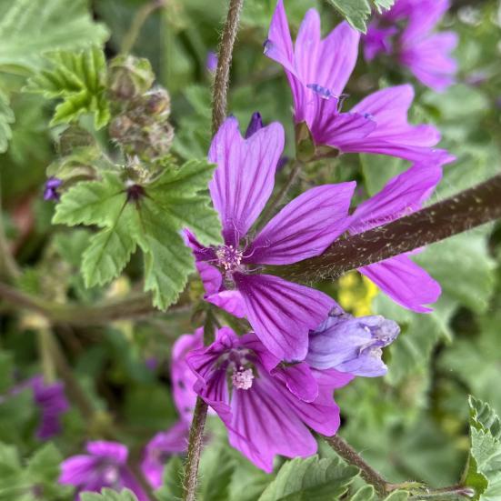 Katost i blomst