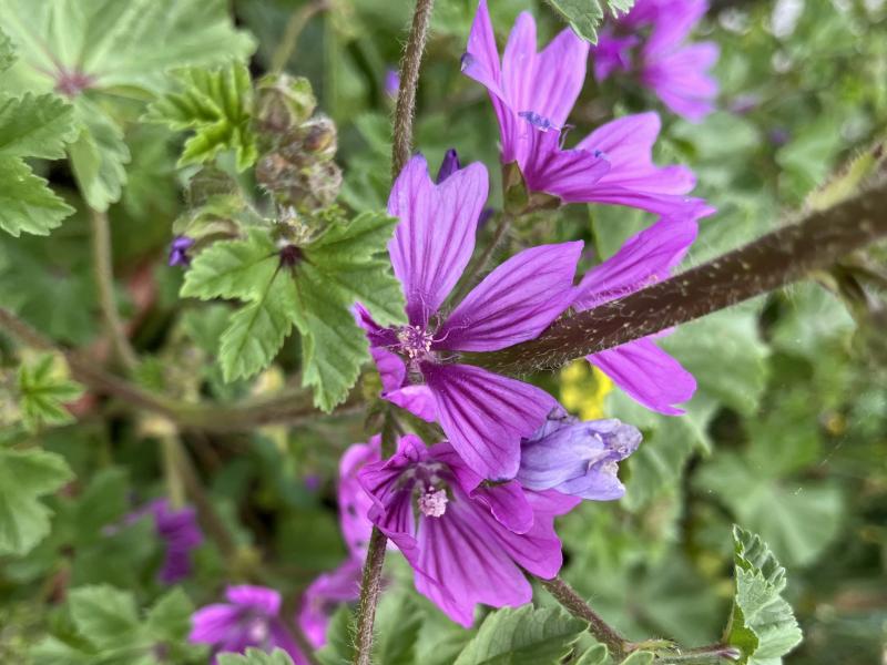 Katost i blomst